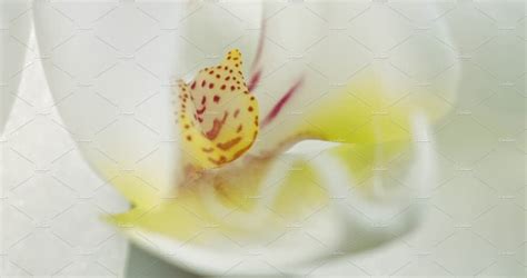 The Connection Between Phalaenopsis Orchids and Feng Shui Art